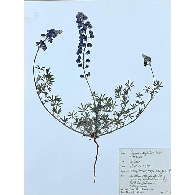 Vintage Botanical Herbarium Prints in Wood Frames - Set of 4 For Sale - Image 9 of 13