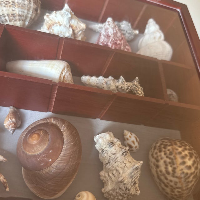 Wooden Seashell Shadow Box – Hinged Glass Display Case With Coastal Shell Collection For Sale - Image 11 of 11