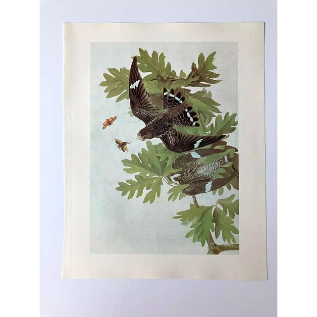 Up for sale is this vintage print of an Audubon watercolor, those paintings that were first published as lithographs in...