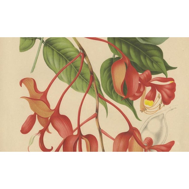 Berthe Hoola van Nooten, Pride of Burma, 1880, Chromolithograph For Sale - Image 6 of 9