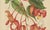 Berthe Hoola van Nooten, Pride of Burma, 1880, Chromolithograph For Sale - Image 6 of 9