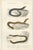Charles Henry Dessalines d'Orbigny, Snakes and Reptiles, 1861, Prints, Set of 7 For Sale - Image 3 of 9