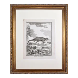 18th Century Original French Guerlinguet Squirrel Engraving by Buffon 1789