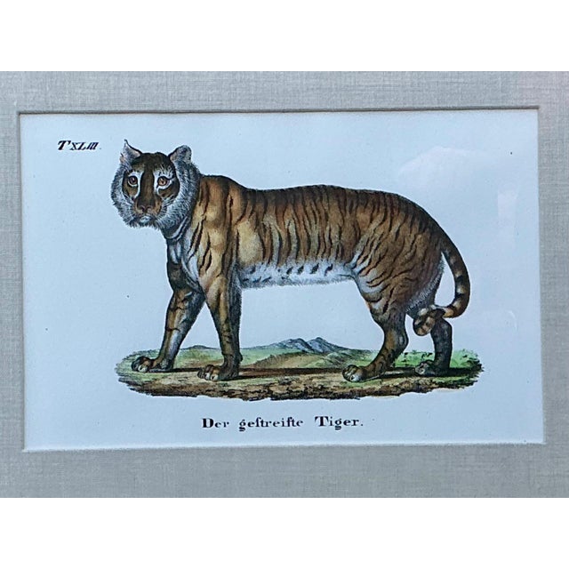 Wood Vintage Framed Animal Illustrations - Set of 4 For Sale - Image 7 of 13