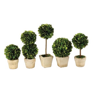 Boxwood Mini Topiaries In Pots, Set Of 5 For Sale