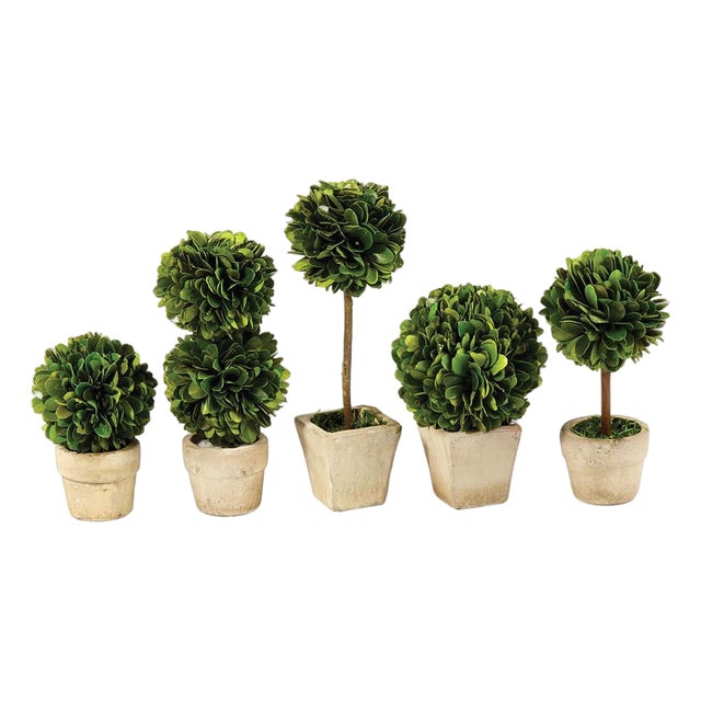 Boxwood Mini Topiaries In Pots, Set Of 5 For Sale
