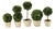 Boxwood Mini Topiaries In Pots, Set Of 5 For Sale