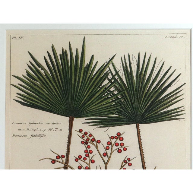 Green Botanical Hand-Colored Engraving of Palmyra Palms, Georg Eberhard Rumphius, 1741-50 For Sale - Image 8 of 13