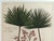Green Botanical Hand-Colored Engraving of Palmyra Palms, Georg Eberhard Rumphius, 1741-50 For Sale - Image 8 of 13