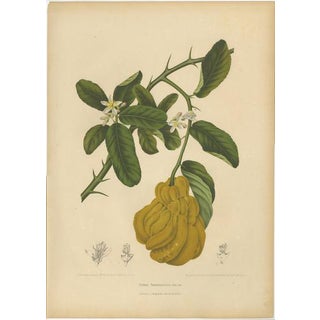 Unknown, Botanical of Buddha's Hand Citron, 1880, Chromolithograph For Sale