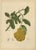 Unknown, Botanical of Buddha's Hand Citron, 1880, Chromolithograph For Sale