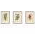 Edward Step, New Zealand Flax, Plantain Lily & Flame Flower, 1897, Prints, Set of 3 For Sale - Image 10 of 10