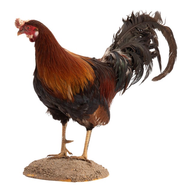Life-Size Gamecock Taxidermy Mount Brilliant Red Orange Plumage Sand Mount Rooster For Sale
