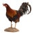 Life-Size Gamecock Taxidermy Mount Brilliant Red Orange Plumage Sand Mount Rooster For Sale