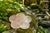 An exquisite natural rock crystal plate, hand crafted in Japan in the graceful form of a five-petal peach blossom, a...