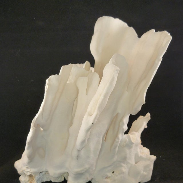 Beautiful large natural coral speciman. Great display piece for home decor. Measures approximately 9 3/4" H x 9" W x 8...