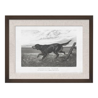 Cassell Dogs; Gordon Setter, Framed Artwork For Sale