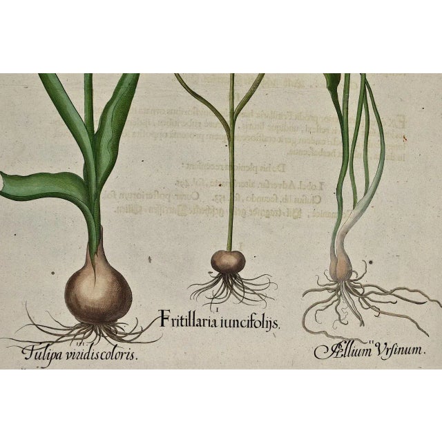 Basilius Besler Besler Hand-colored Botanical Engraving of Flowering Tulip & Wild Garlic Plants, 1713 For Sale - Image 4 of 5