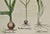 Basilius Besler Besler Hand-colored Botanical Engraving of Flowering Tulip & Wild Garlic Plants, 1713 For Sale - Image 4 of 5