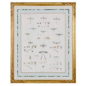 Early 19th Century Vintage Winged-Insects Print by J-Ces Savigny