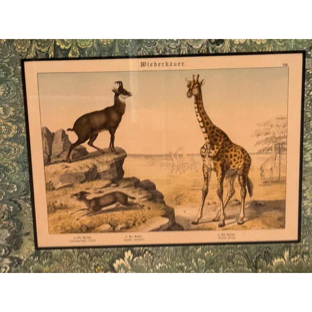 Green Set of Nine Gotthilf Von Schubert Natural History Chromolithographs For Sale - Image 8 of 17