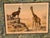 Green Set of Nine Gotthilf Von Schubert Natural History Chromolithographs For Sale - Image 8 of 17