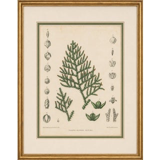 After Siebold & Zuccarini, Botanical Illustration of Thuopsis Dolabrata, 1856, Print For Sale