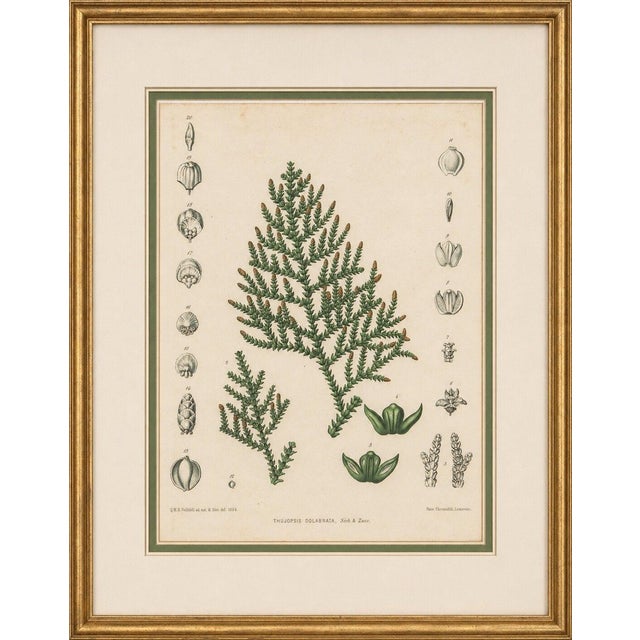 After Siebold & Zuccarini, Botanical Illustration of Thuopsis Dolabrata, 1856, Print For Sale