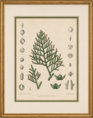 After Siebold & Zuccarini, Botanical Illustration of Thuopsis Dolabrata, 1856, Print