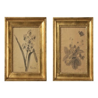 Margaret Trone, Swedish Empire Flower, Paper, Framed, Set of 2 For Sale