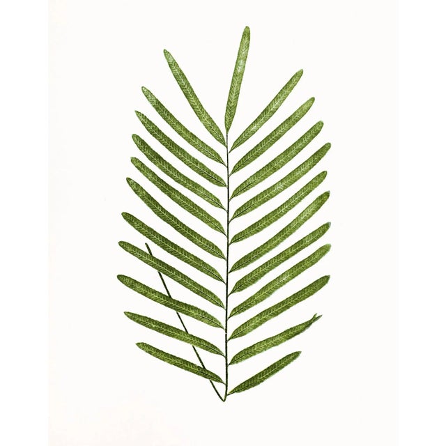 Reproduction Antique Fern Botanical Unframed Prints- Set of 12 For Sale - Image 4 of 11