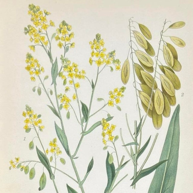 Set of 4 Antique Swedish Botanical Prints | Yellow & Green Wildflowers For Sale In Columbus - Image 6 of 9
