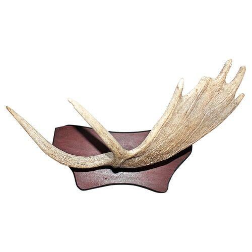 American 1980s Moose Antler Mount For Sale - Image 3 of 5