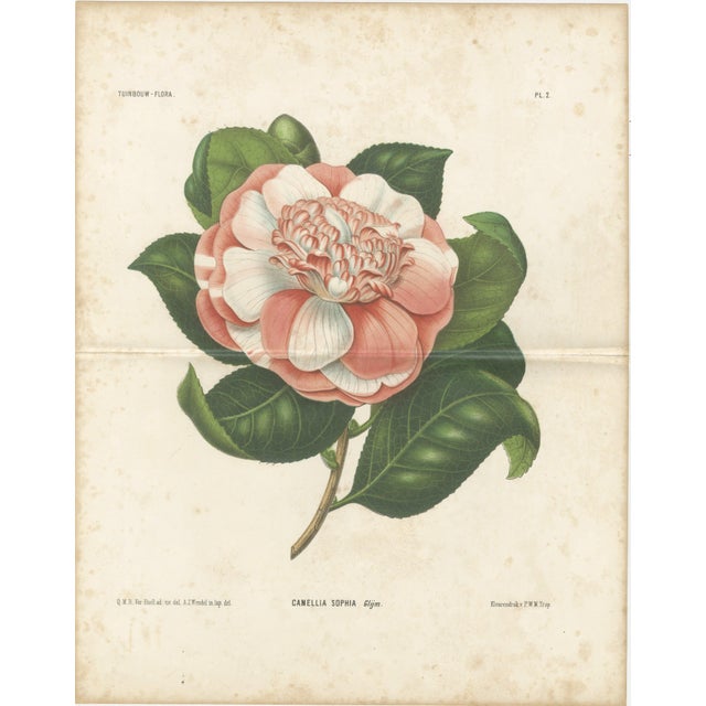 Antique Botanical Lithograph, Camellia Sophia, de Vriese 1856 : A refined mid-19th century botanical chromolithograph...