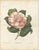 Antique Botanical Lithograph, Camellia Sophia, de Vriese 1856 : A refined mid-19th century botanical chromolithograph...