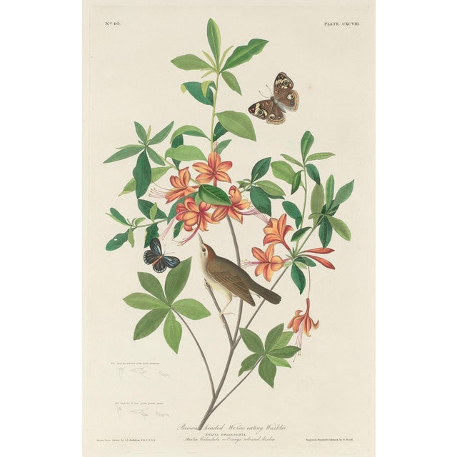 Collection of 4 Vintage 1966 John James Audubon Double-Sided Prints — Willow Grouse, Great American Shrike, Lincoln Finch,...