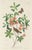 Collection of 4 Vintage 1966 John James Audubon Double-Sided Prints — Willow Grouse, Great American Shrike, Lincoln Finch,...