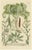 Laburnum and Florae, 1748, Paper For Sale - Image 6 of 6