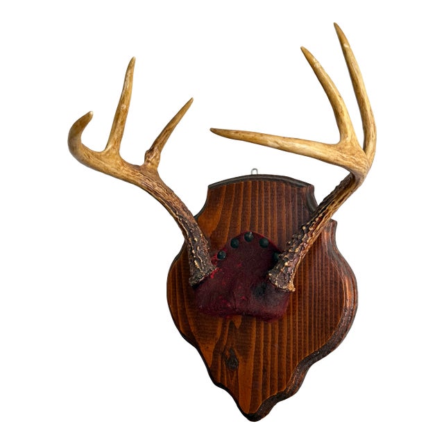Vintage Mounted 6 Point Deer Antlers For Sale