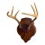 Vintage Mounted 6 Point Deer Antlers For Sale