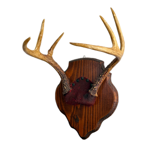 Vintage Mounted 6 Point Deer Antlers