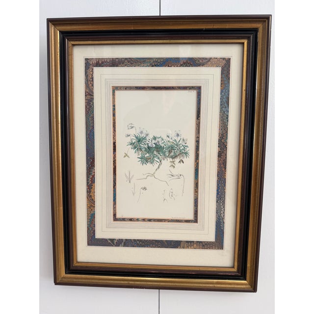 Late 19th Century Pair of Antique Botanical Illustrations by J. Curtis and John Moggridge, Ethan Allen For Sale - Image 5 of 12
