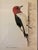 Original Redheaded Woodpecker Watercolor by James Mahoney For Sale - Image 6 of 11