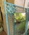 Antique Wrought Iron Gate Mirror – Repurposed Architectural Salvage For Sale - Image 12 of 15
