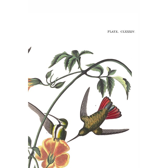 Illustration Mango Hummingbird, Museum Style Audubon Bird Print, 40" X 60" For Sale - Image 3 of 11