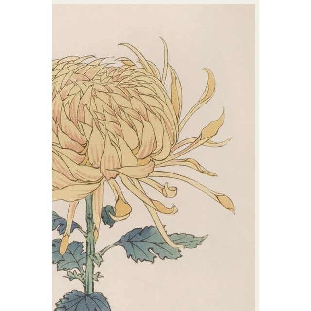 Japanese Yellow Mum by Hasegawa, Vintage Japanese Botanical Art Print, 16" X 24" For Sale - Image 3 of 9