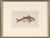 Green Three 18th Century Color Engraved Fish Plates, Peter Mazell United Kingdom, Active 1761-1797 For Sale - Image 8 of 11