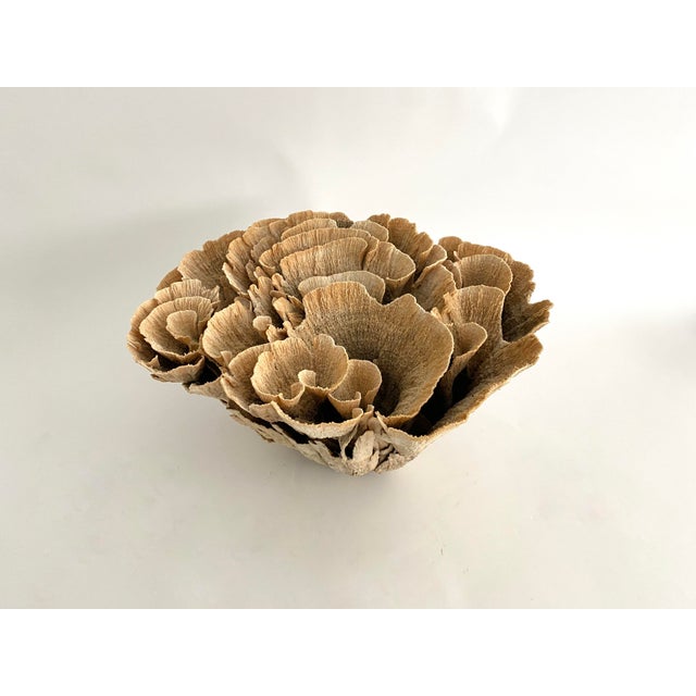 Extraordinary Natural Unbleached Poca Coral Speciman For Sale In Los Angeles - Image 6 of 10