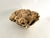 Extraordinary Natural Unbleached Poca Coral Speciman For Sale In Los Angeles - Image 6 of 10