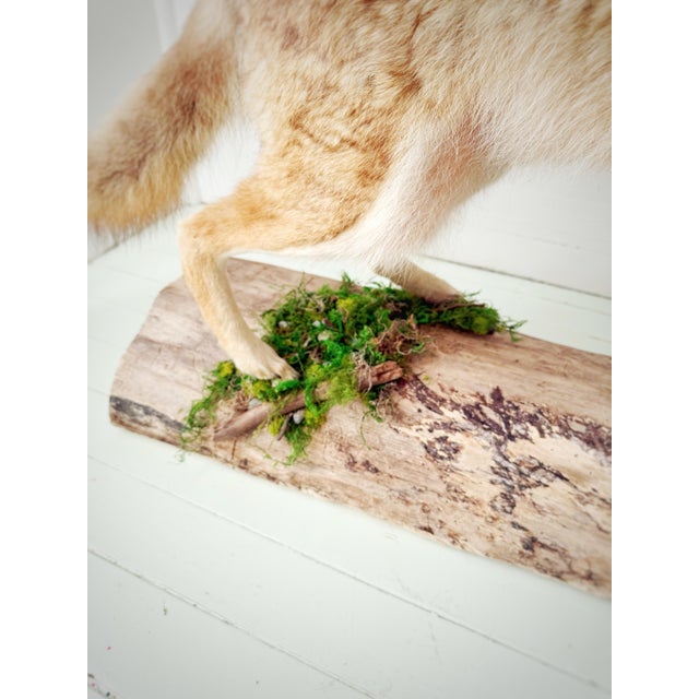 Vintage Full-Body Howling Coyote Taxidermy on Handcrafted Woodland Display Base For Sale - Image 10 of 12